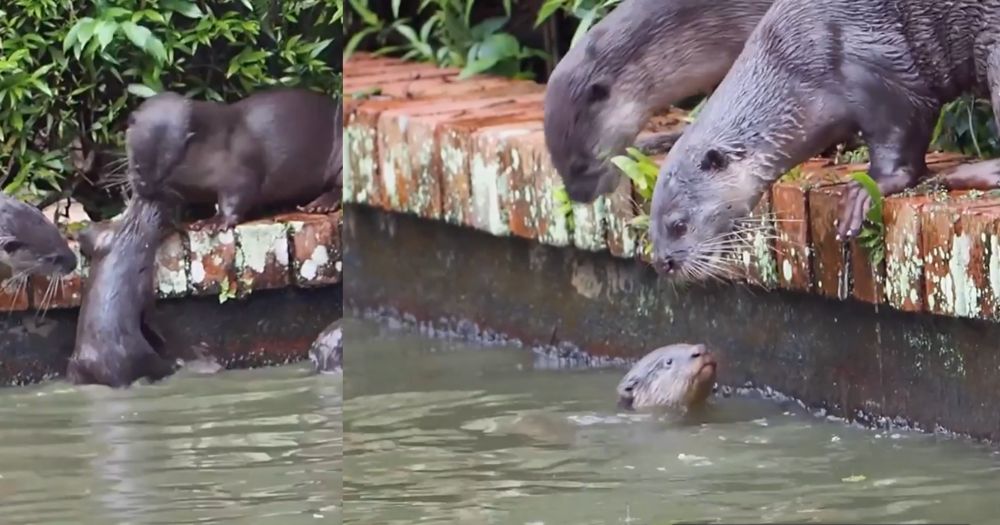 Watching Adult Otters Struggle To Get Pups Out Of Pond In S'pore Tiring 