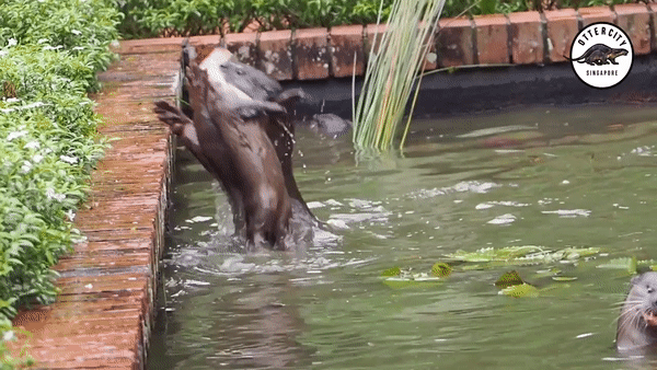 otters struggling to get pups out of water in singapore