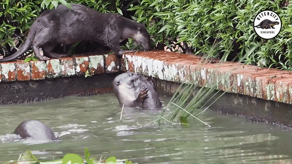 otters struggling to get pups out of water in singapore