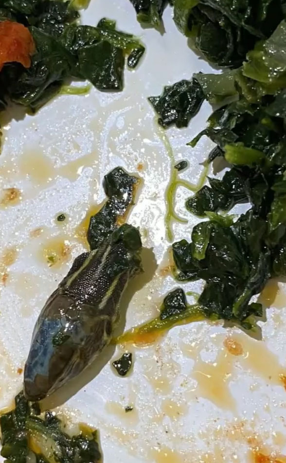 Snake head found in plane food on Turkish airline 2