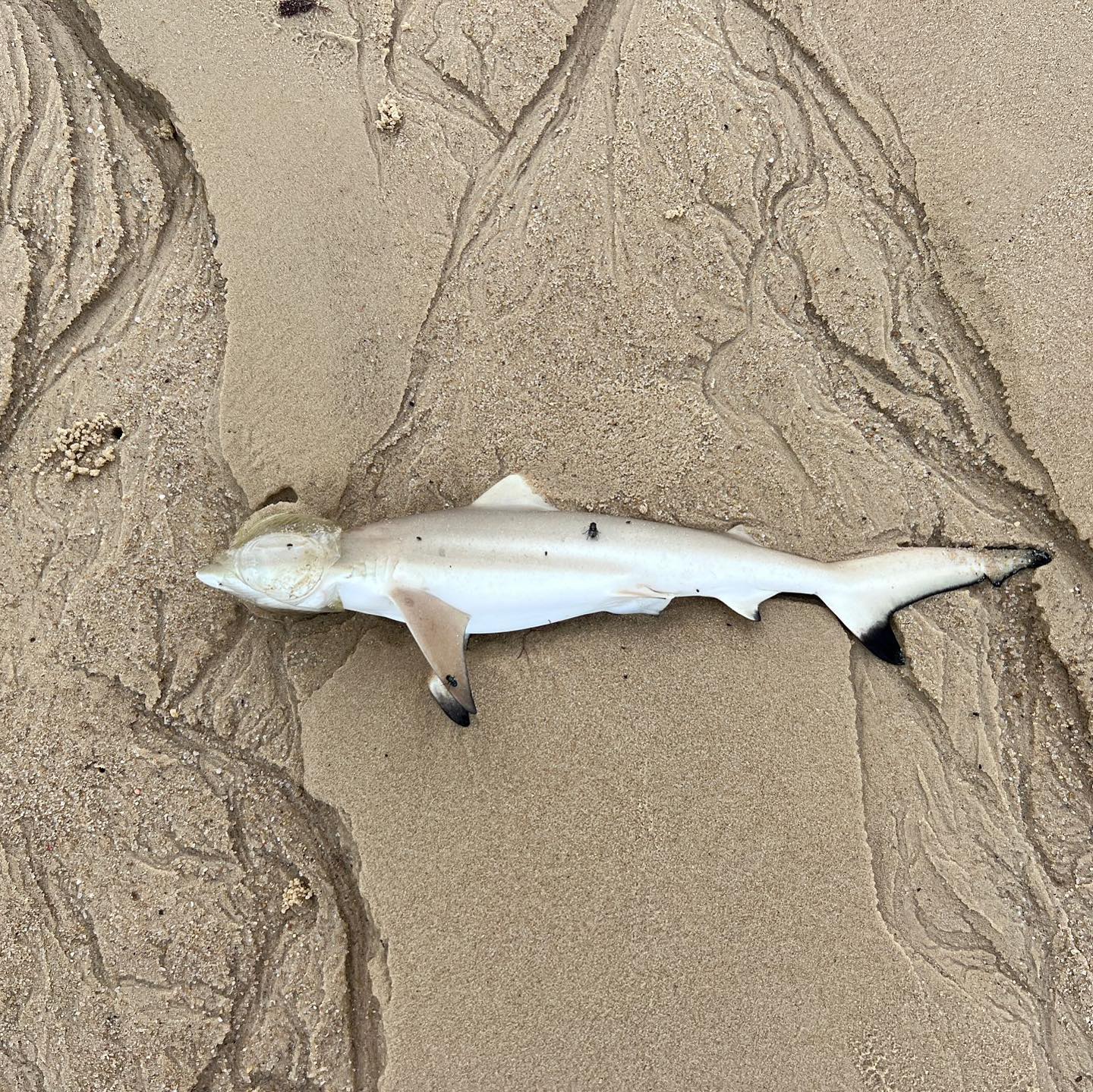 Blacktip reef shark with plastic cup over its head discovered lifeless on Palawan Seaside – Mothership.SG