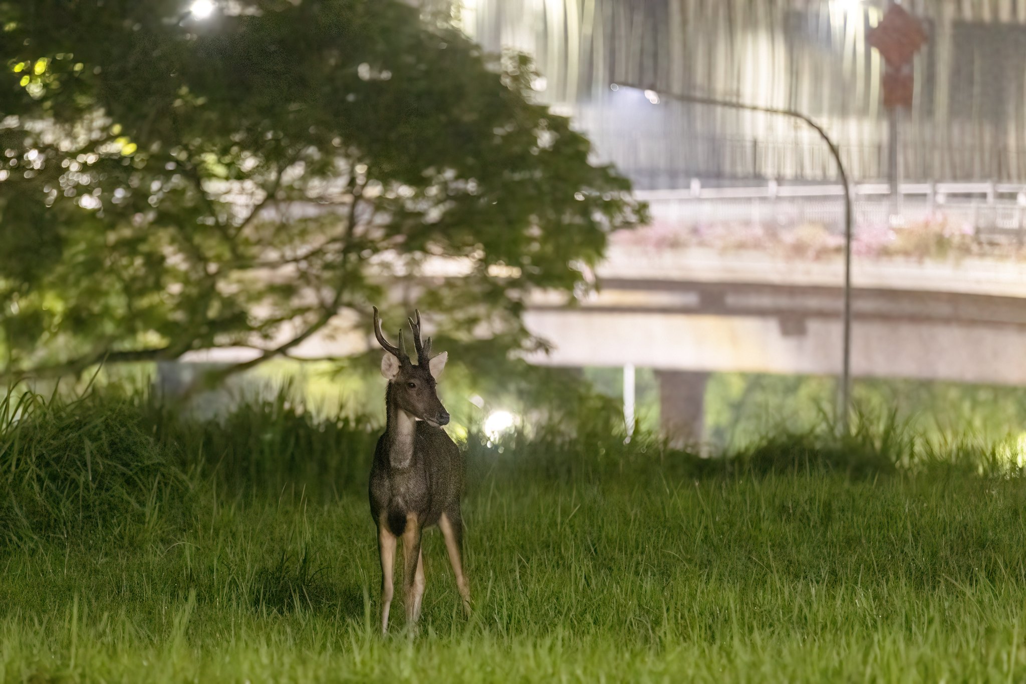 S'pore photographer captures majestic Sambar deer posing under street  lights  - News from Singapore, Asia and around the world