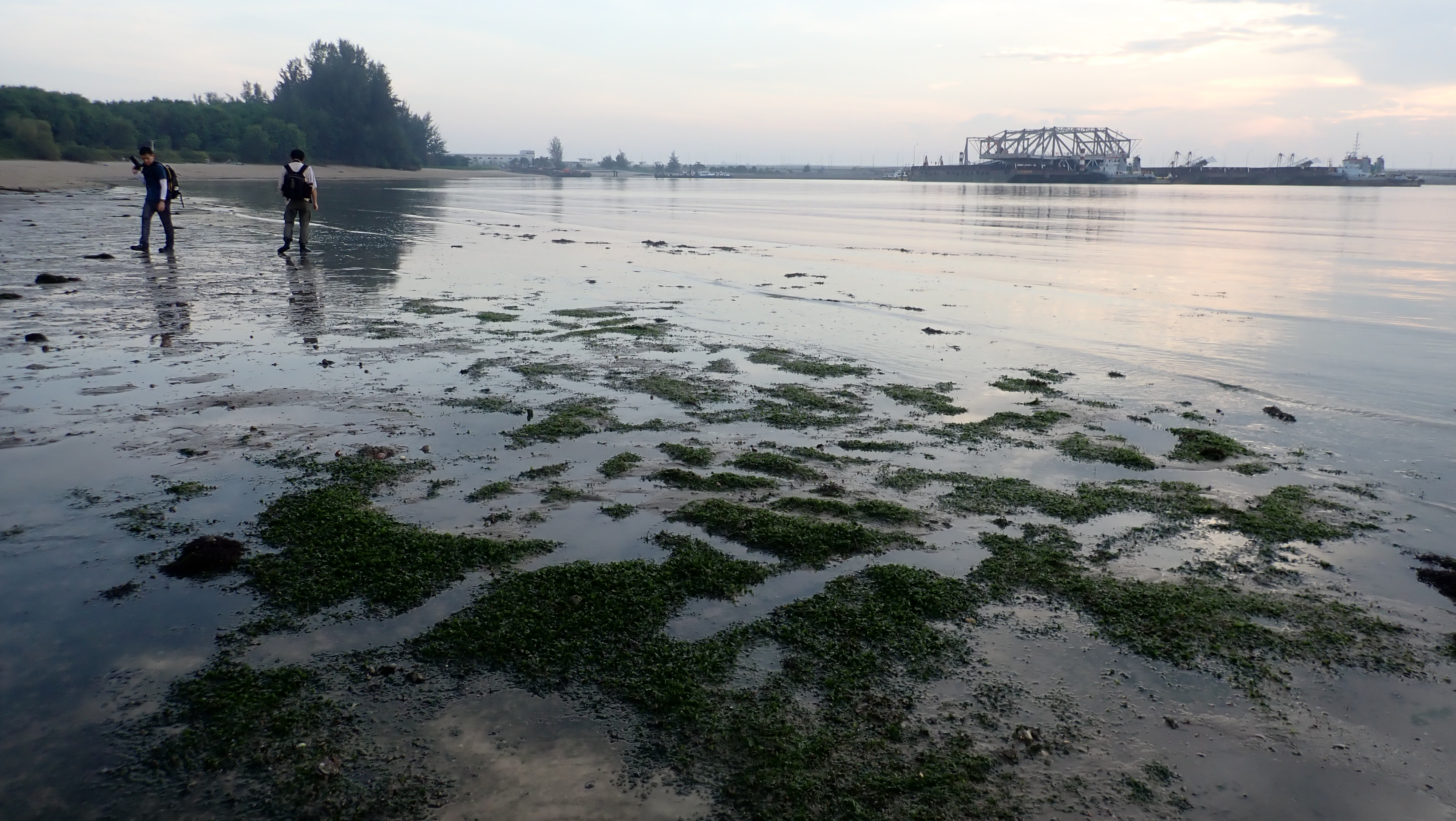Changi Bay EIA dugong feeding trails, june 2022