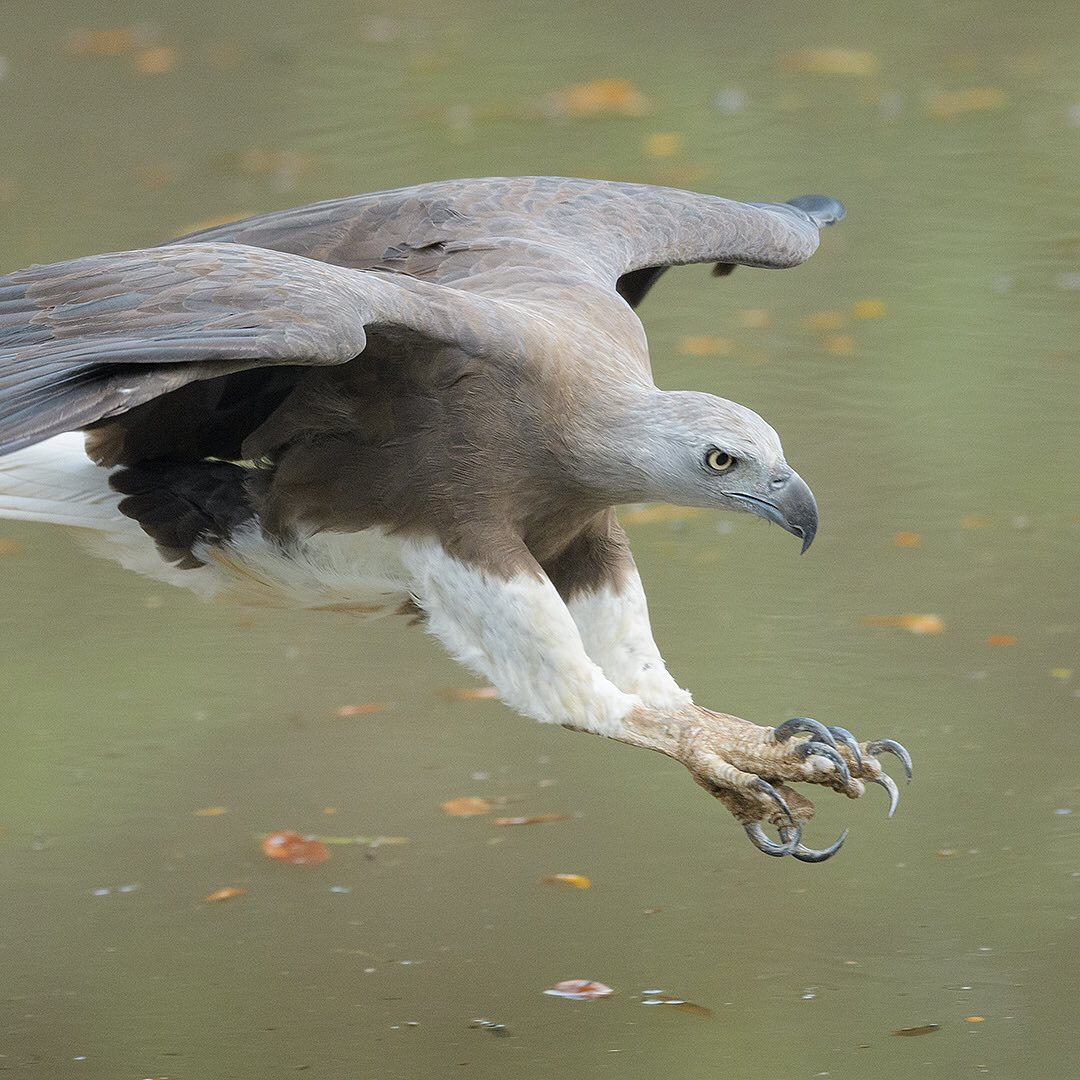 grey-headed fish eagle spotted at changi bay, land reclamation begin in 2022
