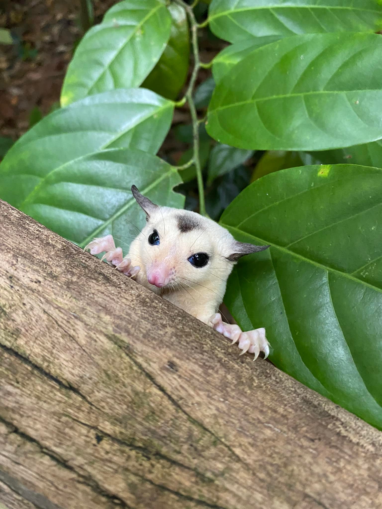 sugar glider grey