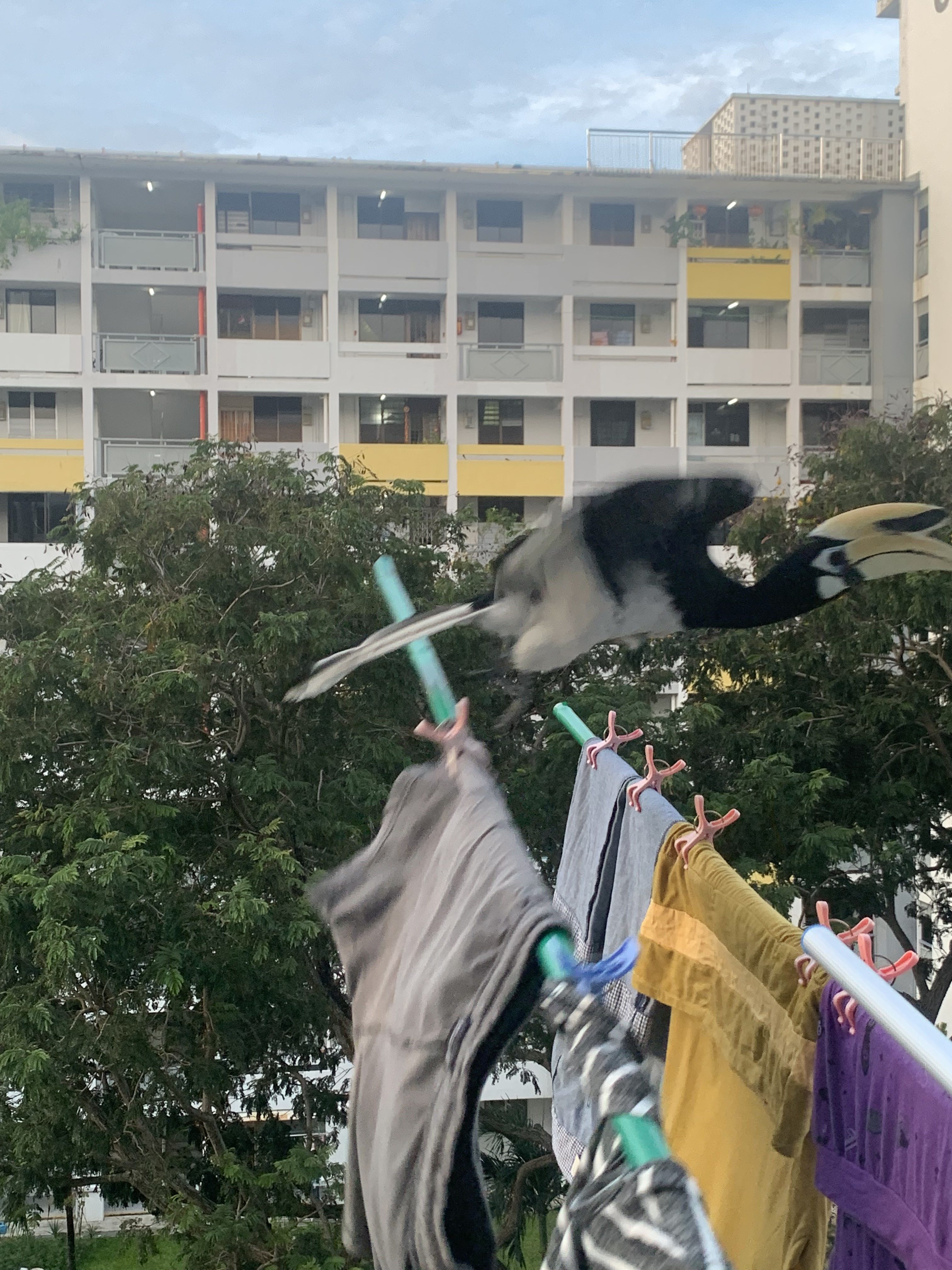 Hornbill flying off