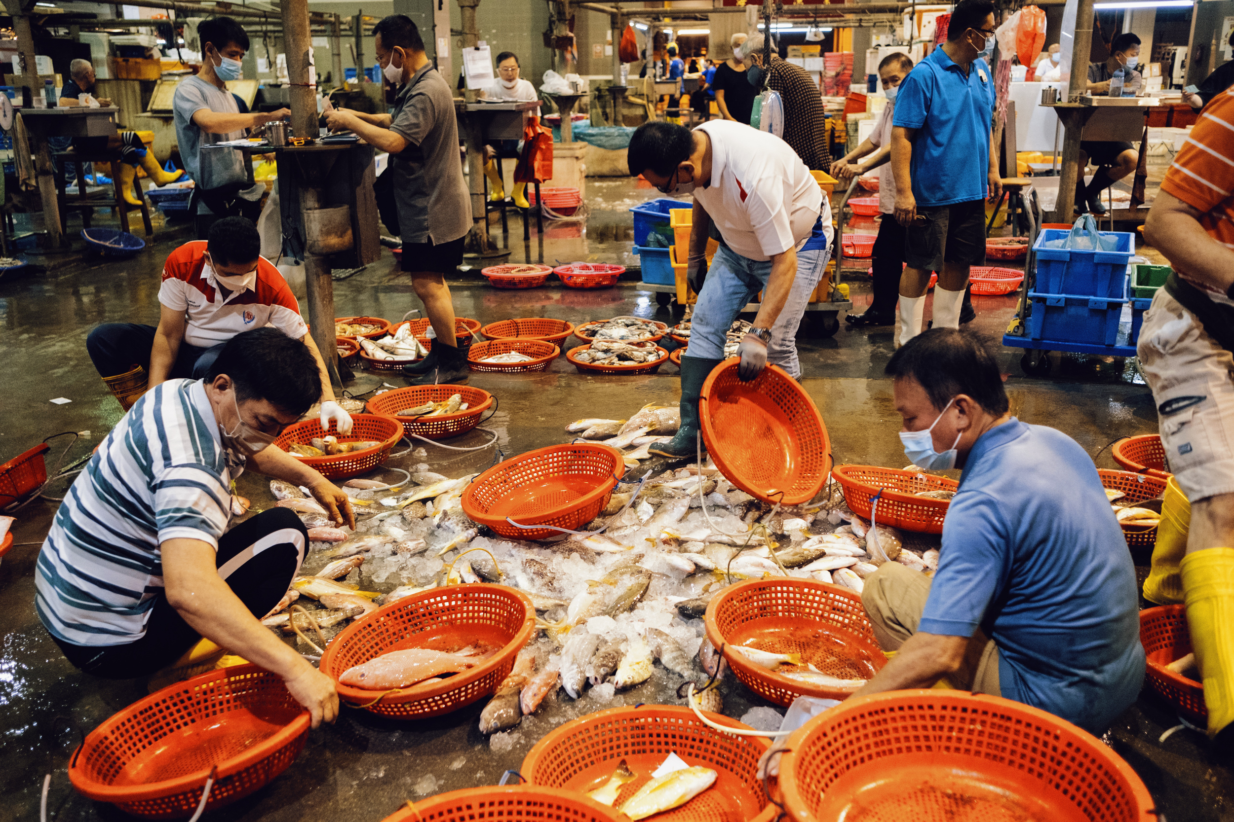 Workers sort the fishes into baskets.