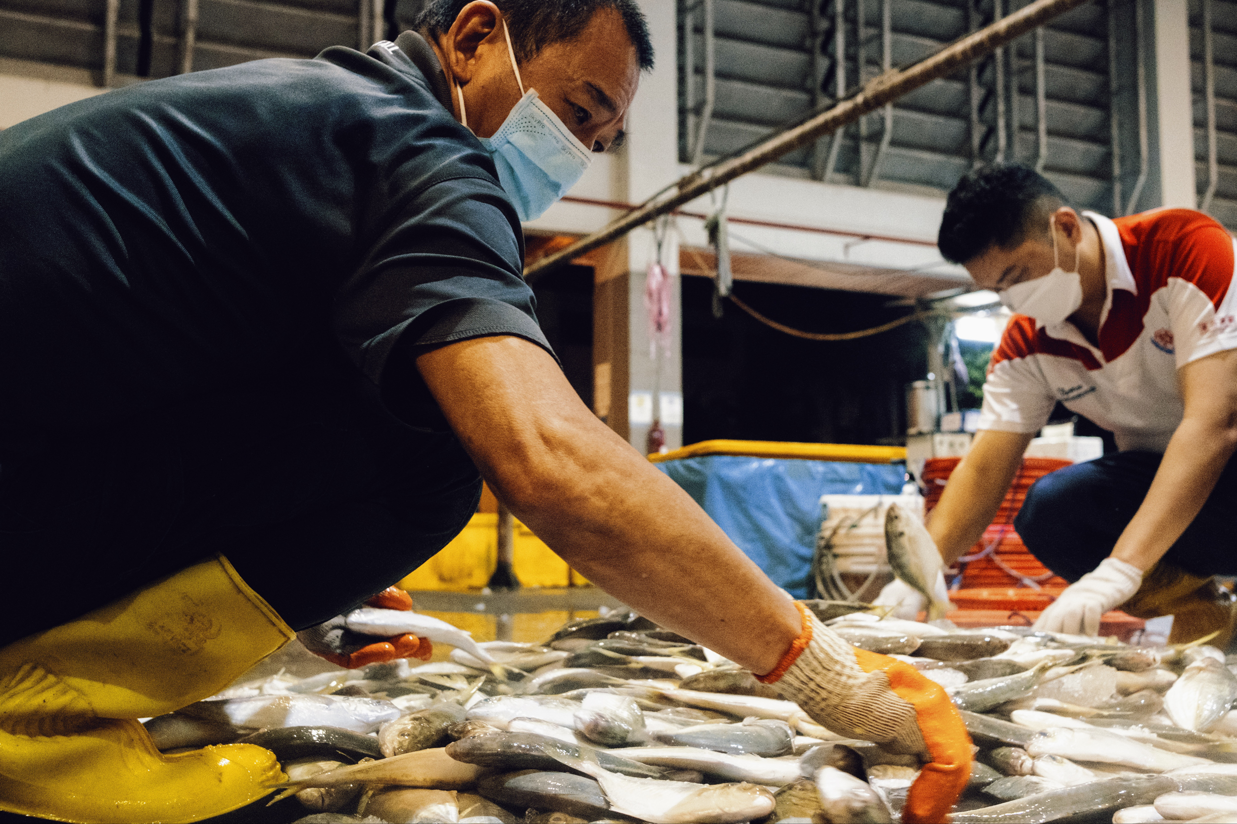 Workers sort the fishes into baskets.