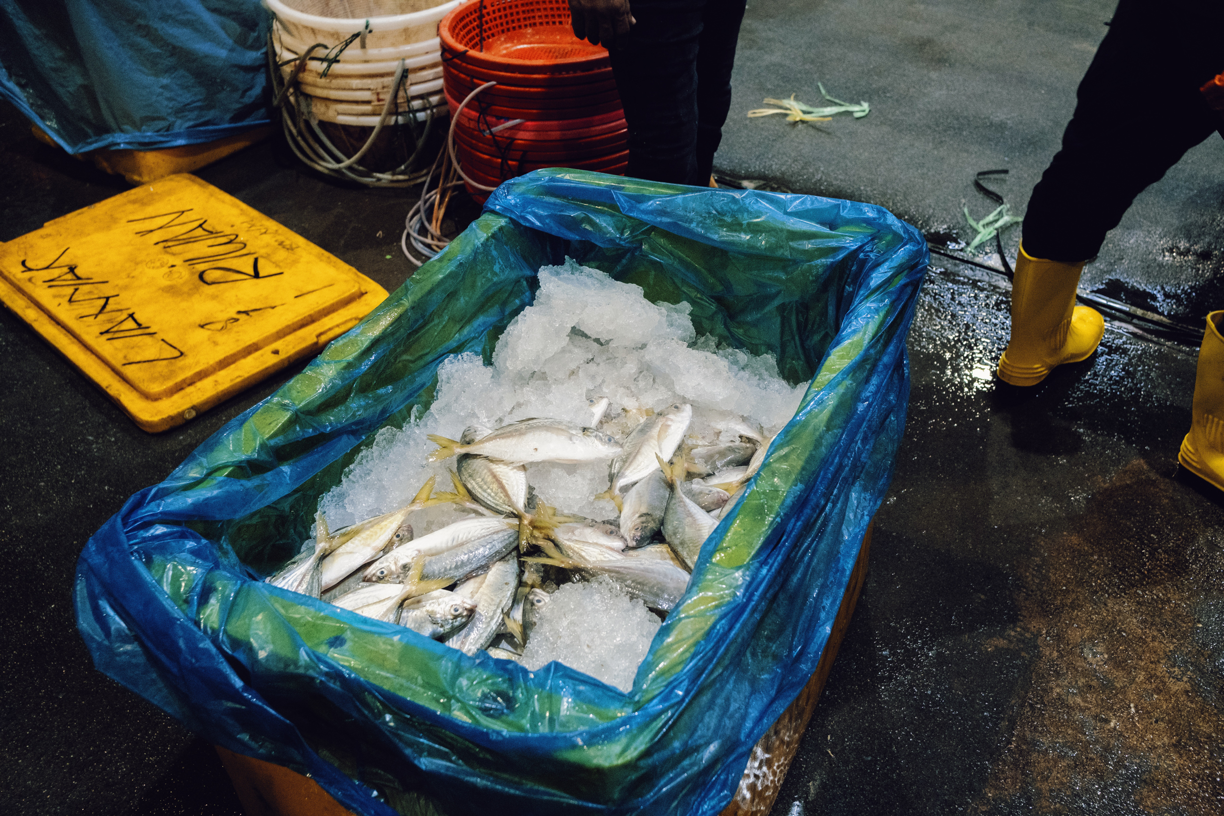 Fish arrive in tubs filled with ice.