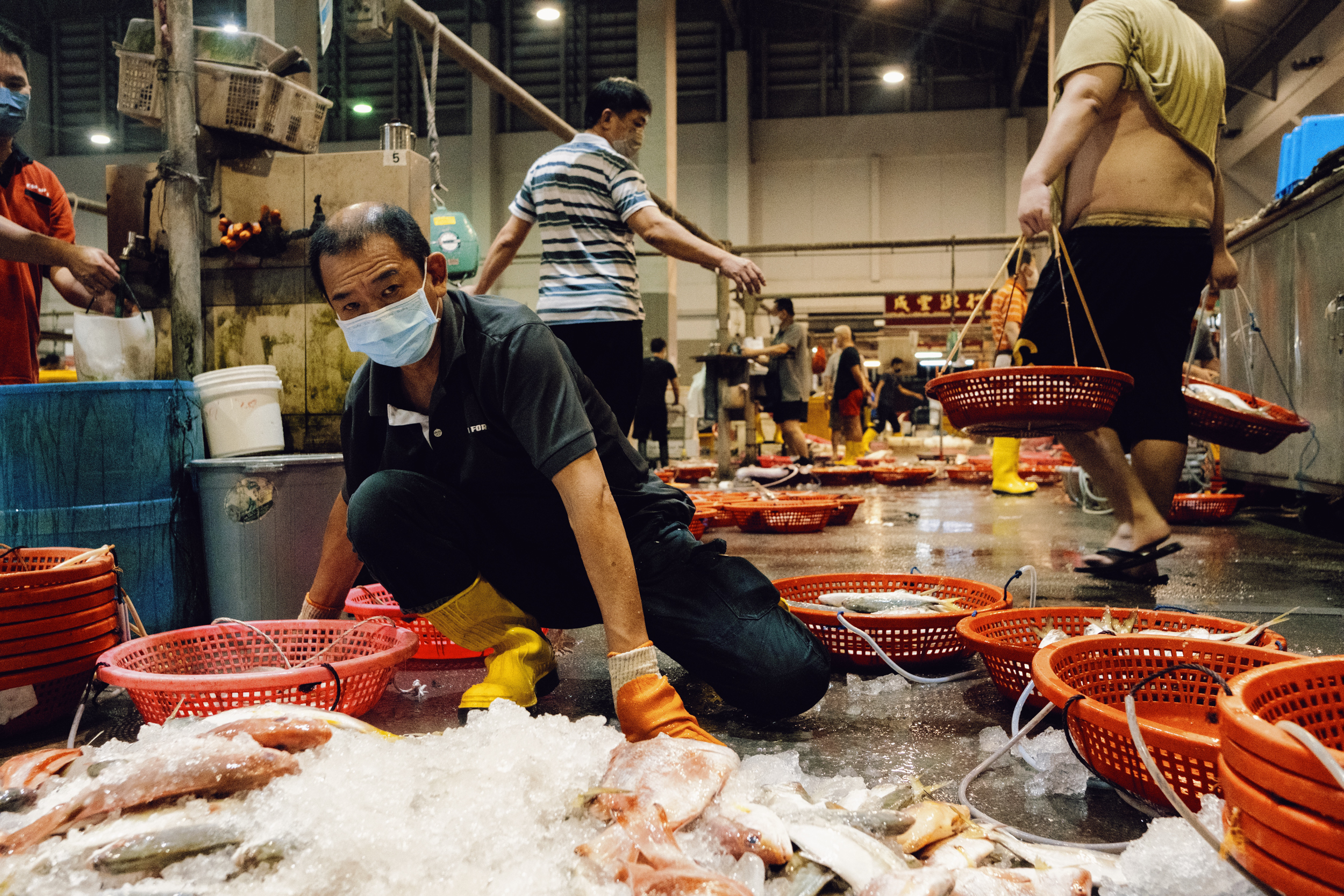 Workers sort fishes into baskets