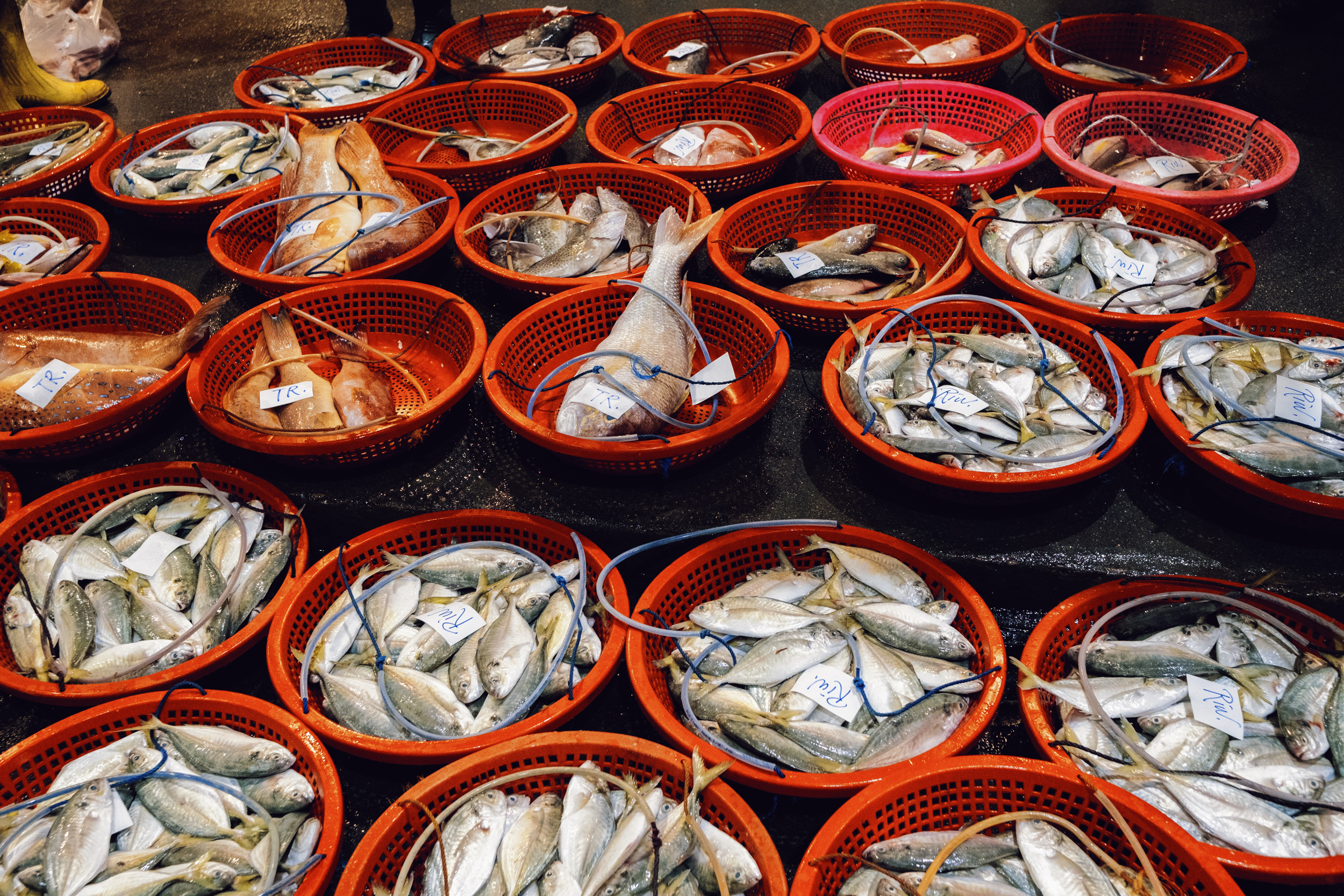 Fish is sorted into baskets.