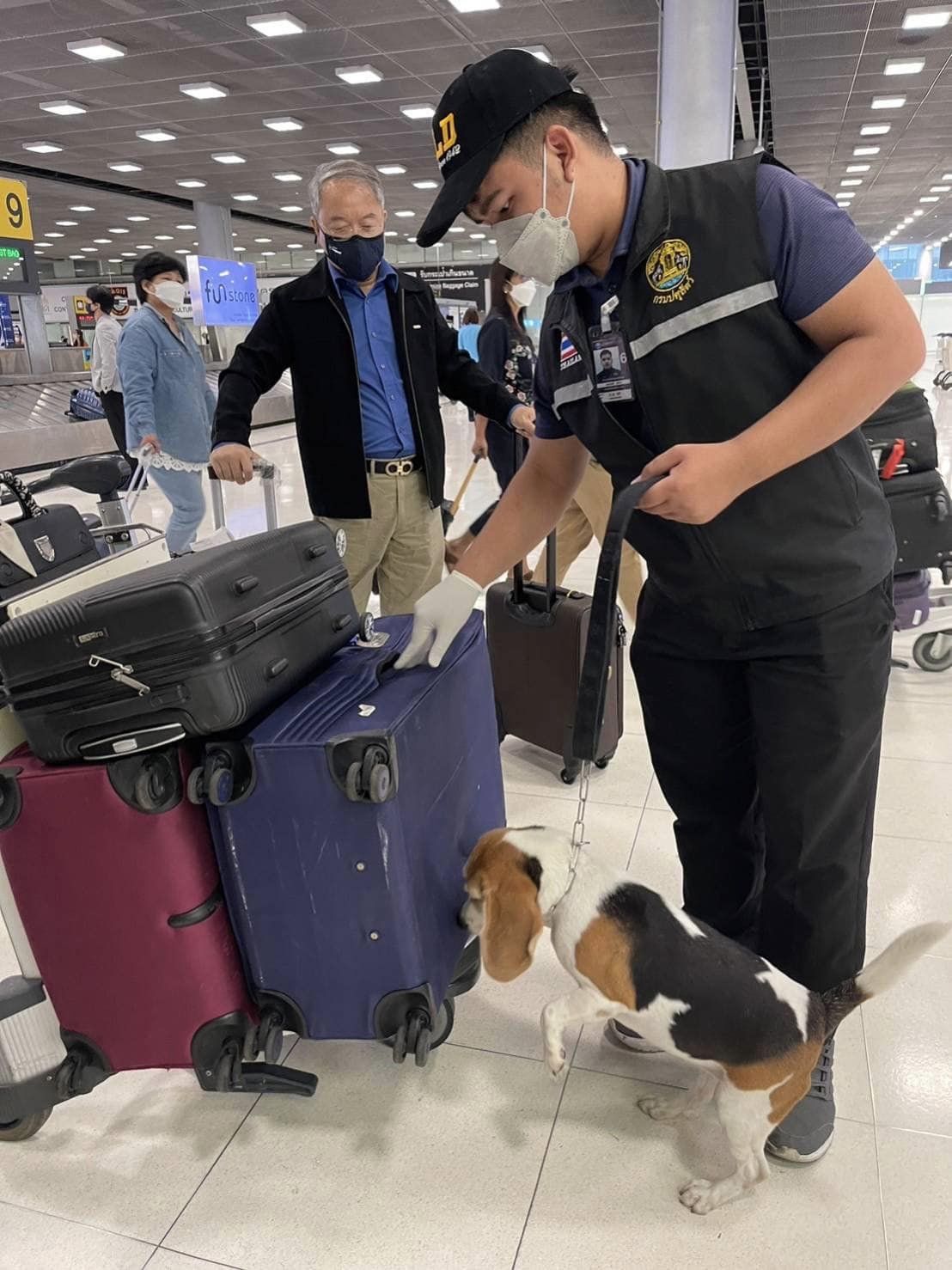 dog sniffing luggage