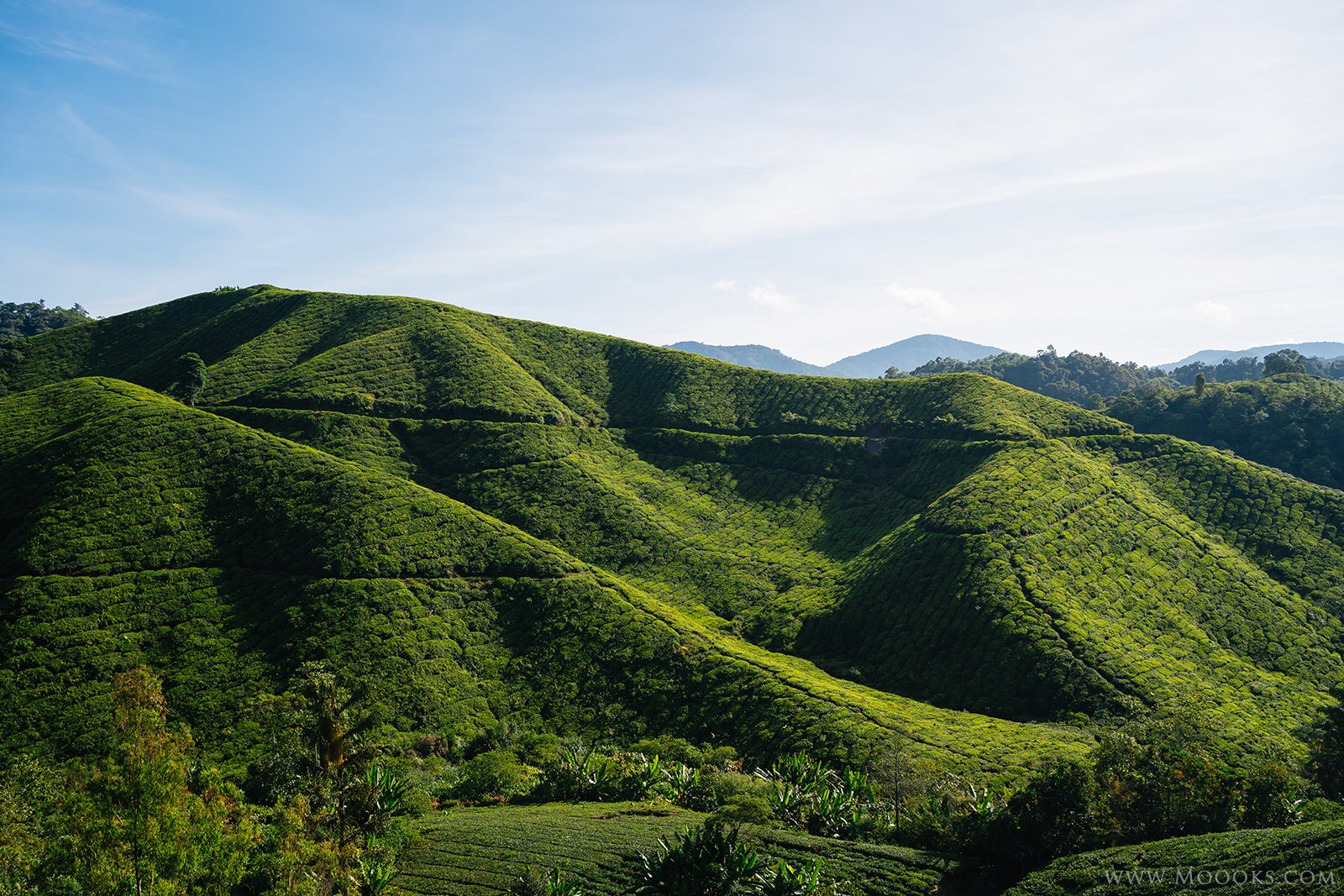 tea farm