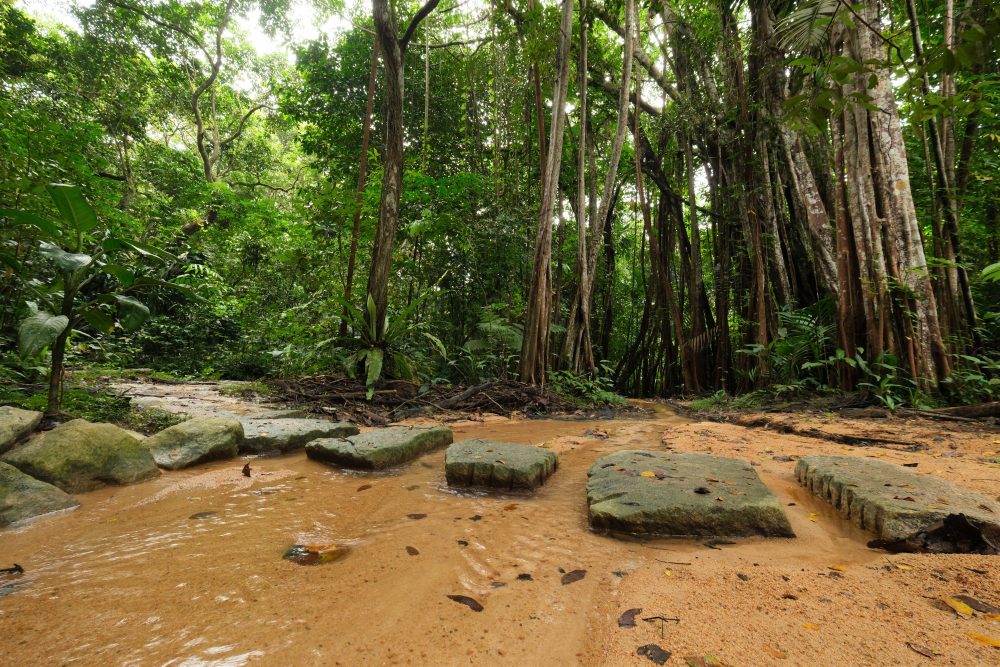 Discovering the Charm of Rifle Range Nature Park