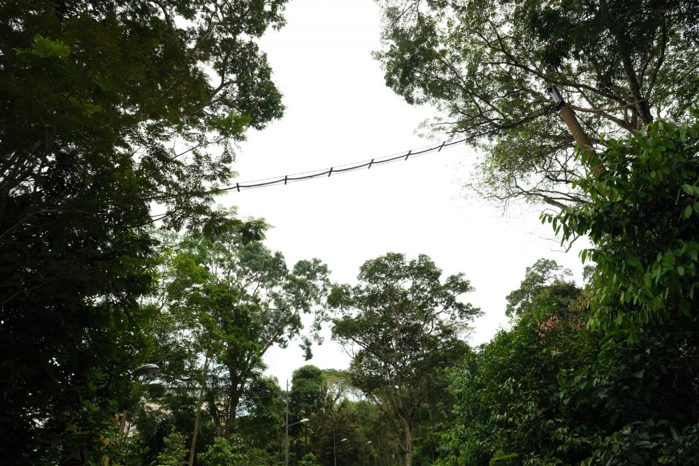 Rope-Bridge-across-Rifle-Range-Road_cred