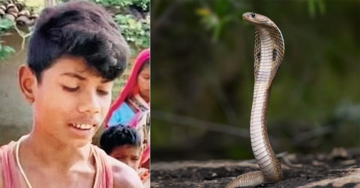 Poisonous Cobra Dies After Being Bitten by 8-Year-Old Boy