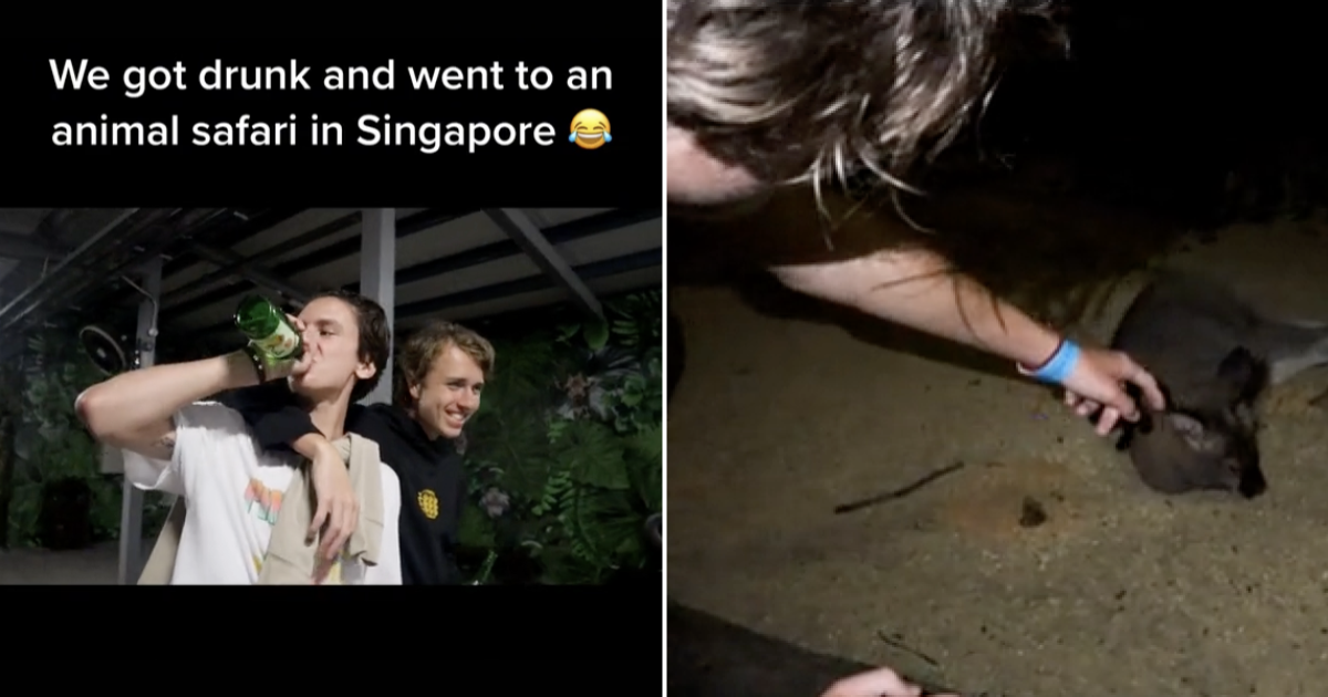 YouTubers draw mixed reactions for filming themselves drunk in Night Safari  S'pore  - News from Singapore, Asia and around the world
