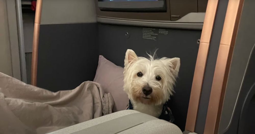 do all airlines accept emotional support dogs