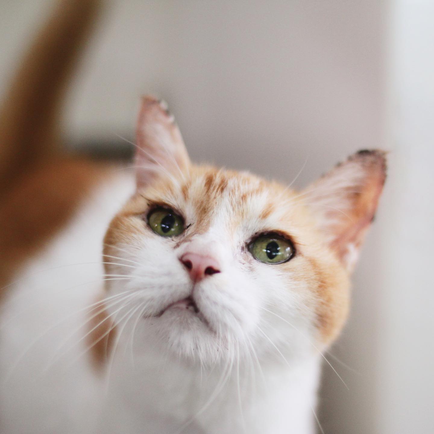 image of a white and brown cat