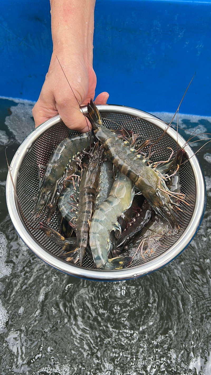 Live Tiger Prawns