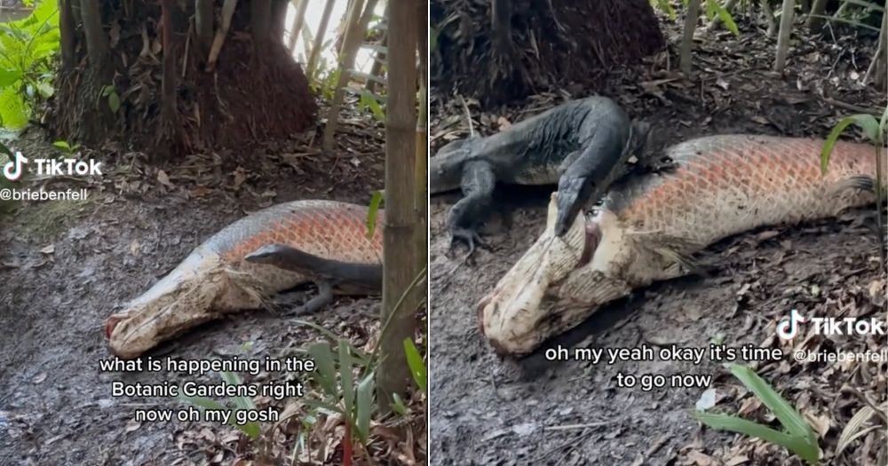 Monitor lizard eats fish twice its size at S'pore Botanic Gardens -   - News from Singapore, Asia and around the world