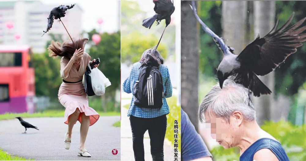 Crows attack 10 people in 20 minutes in Bishan, residents worry they ...