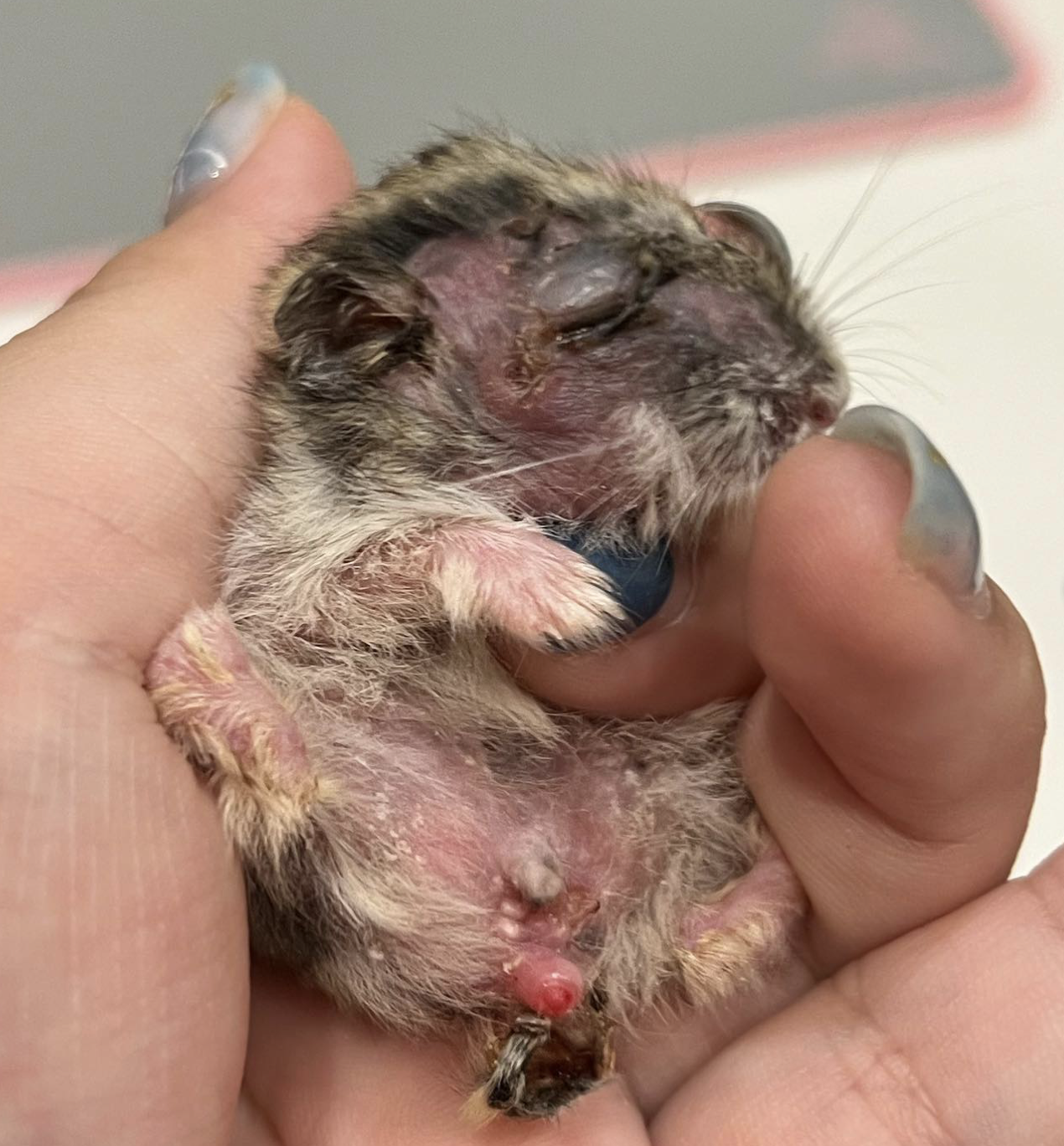Hamster discovered severely uncared for by S’pore preschool put scrutiny on holding classroom pets – Mothership.SG