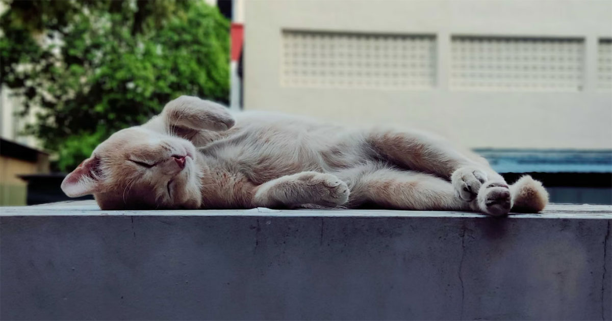 S'pore man, 25, fined S$10,000 for not feeding his cat enough for weeks  leading to its death  - News from Singapore, Asia and around  the world