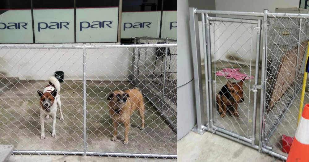 CDAS security guard homeless dogs