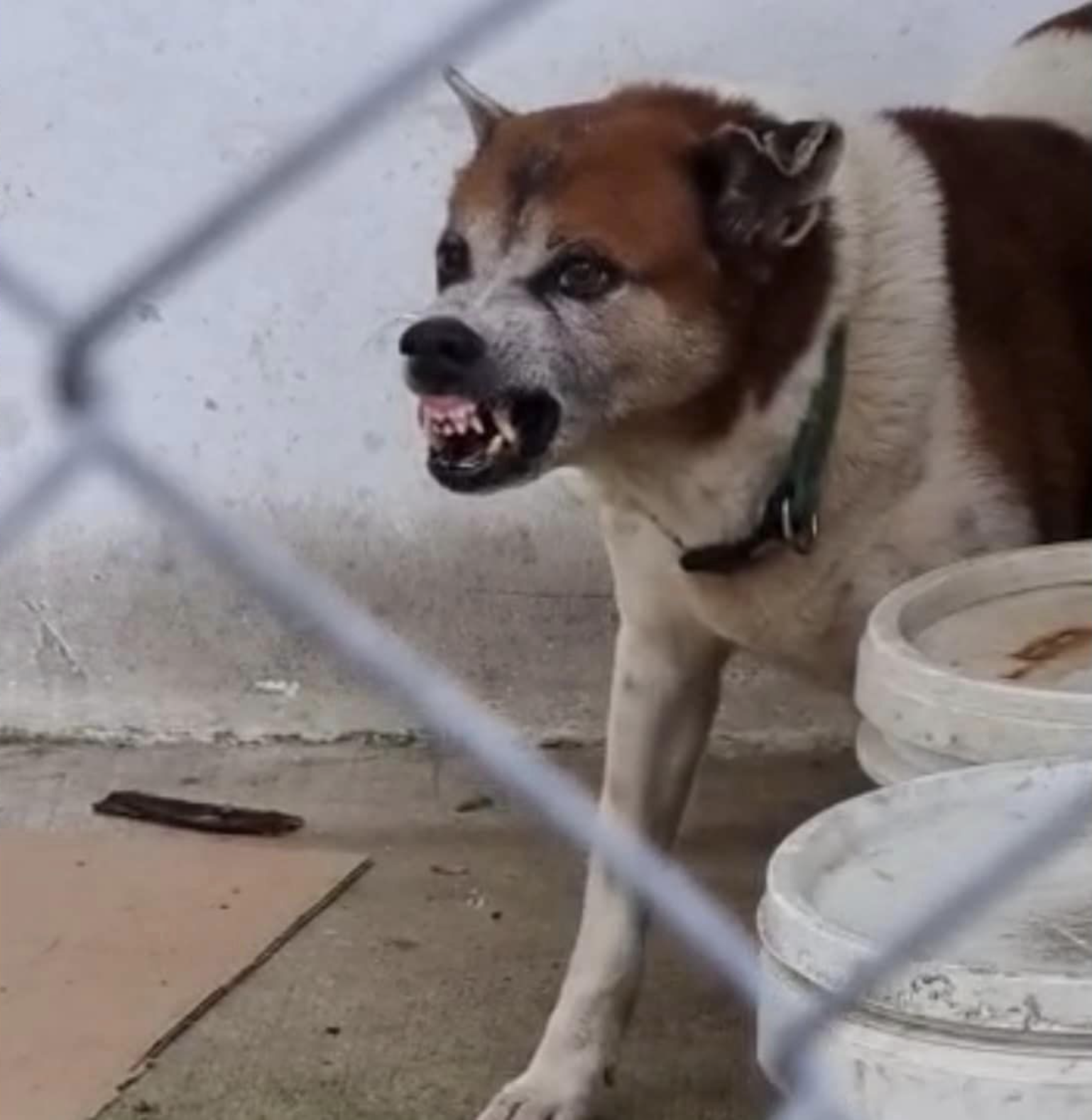 homeless security guard dogs