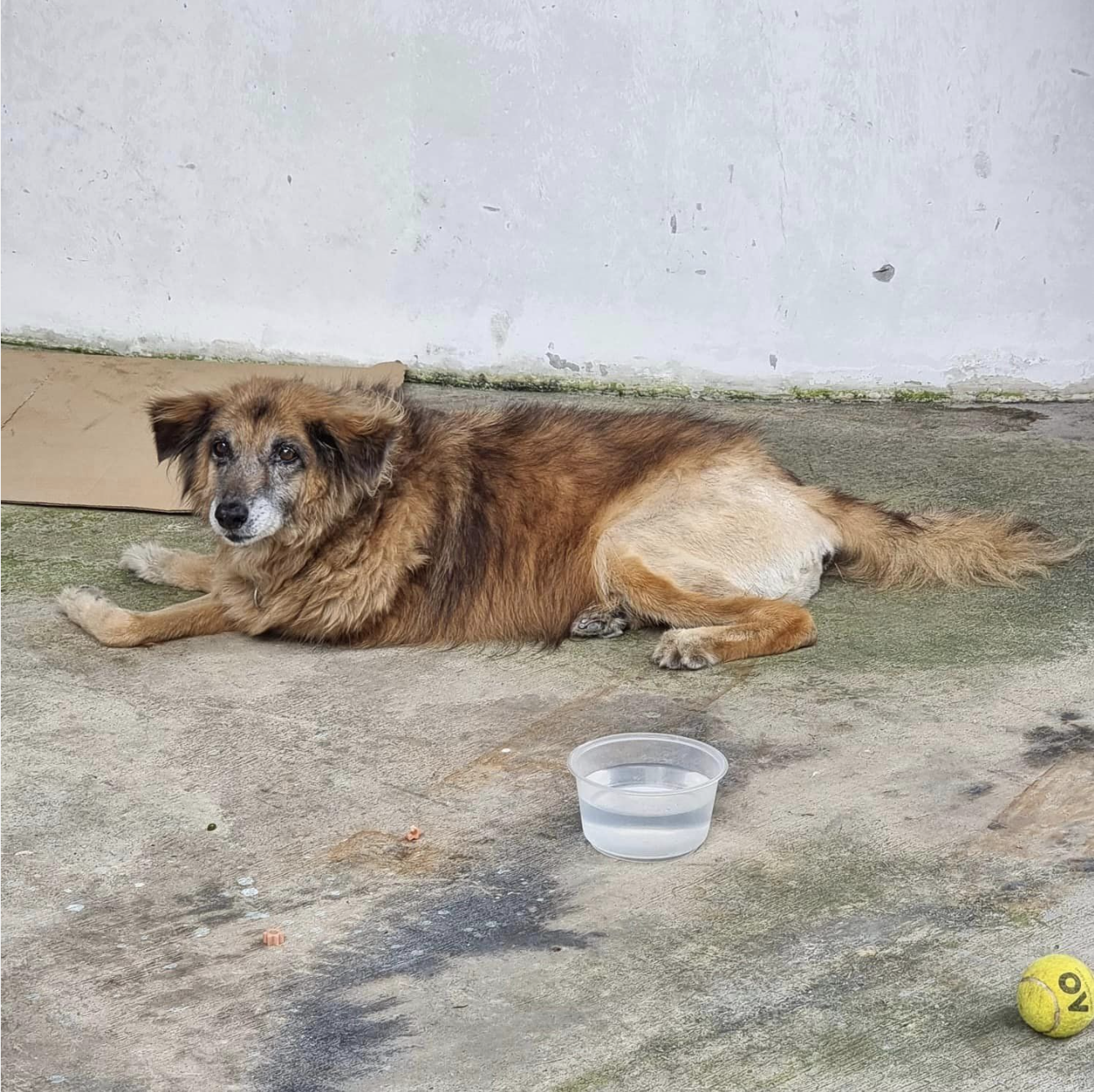 evicted dog guard