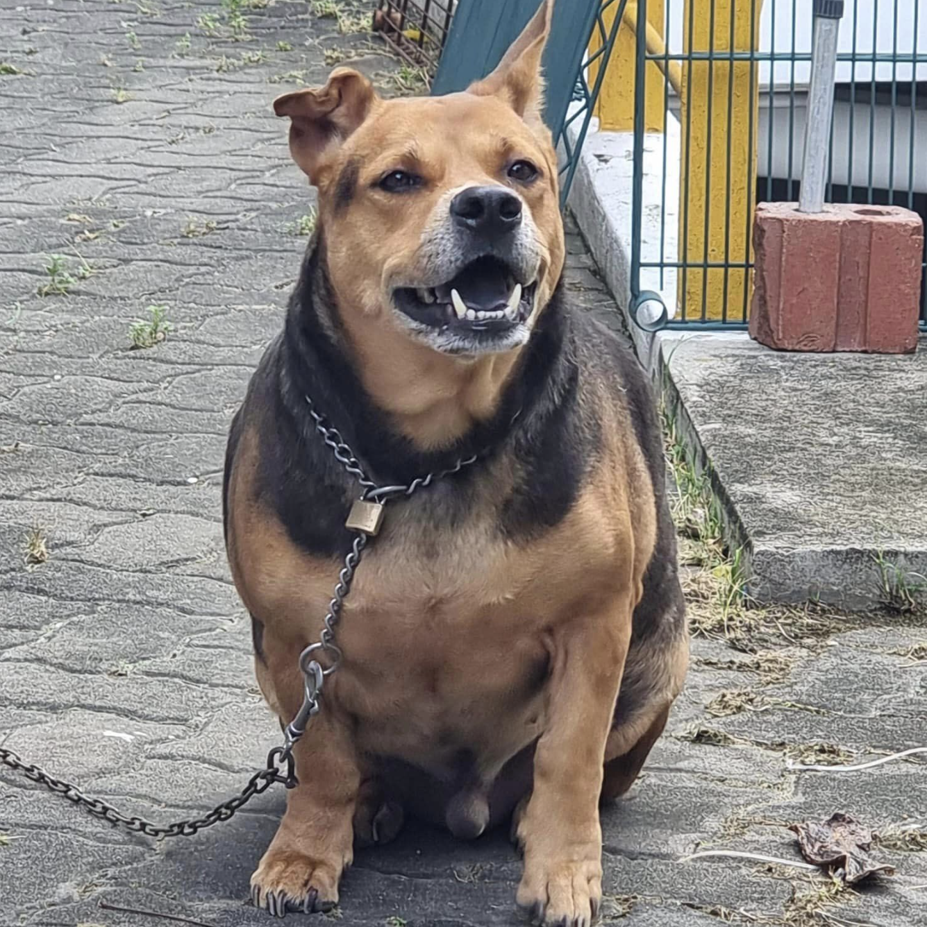evicted guard dog