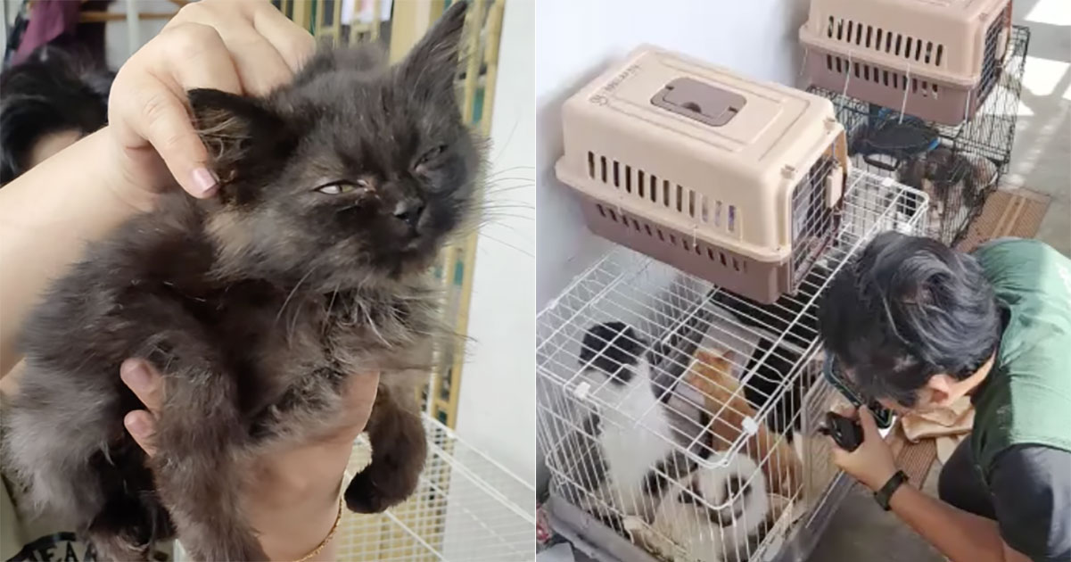 At least 13 cats rescued from Sembawang flat, owner believed to have left for a week