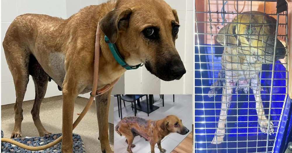 Doggo rescued from S'pore army camp in Oct. 2022 in urgent need of new ...