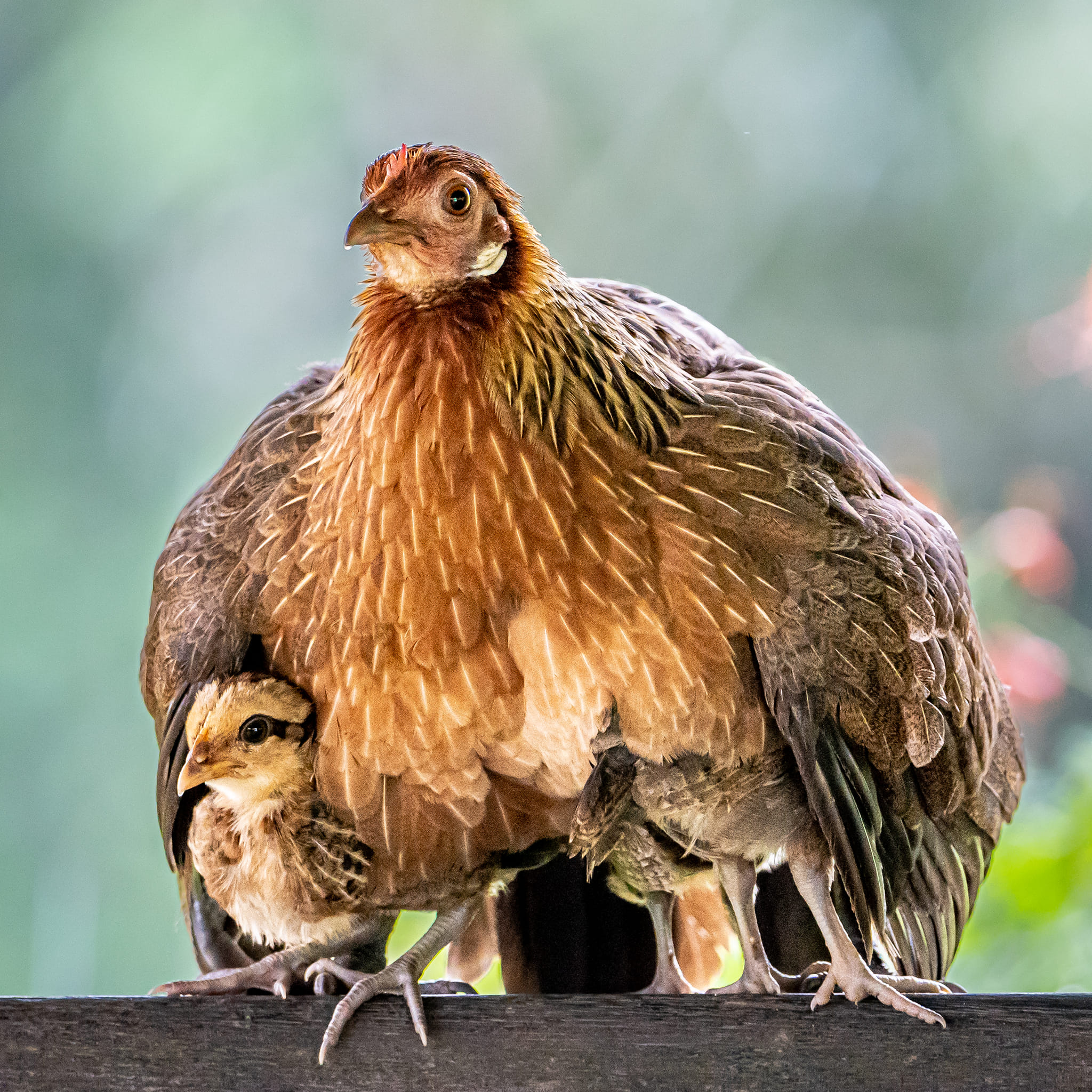 Beautiful Photo Of Mother Hen Protecting Chicks From The Rain Captured 