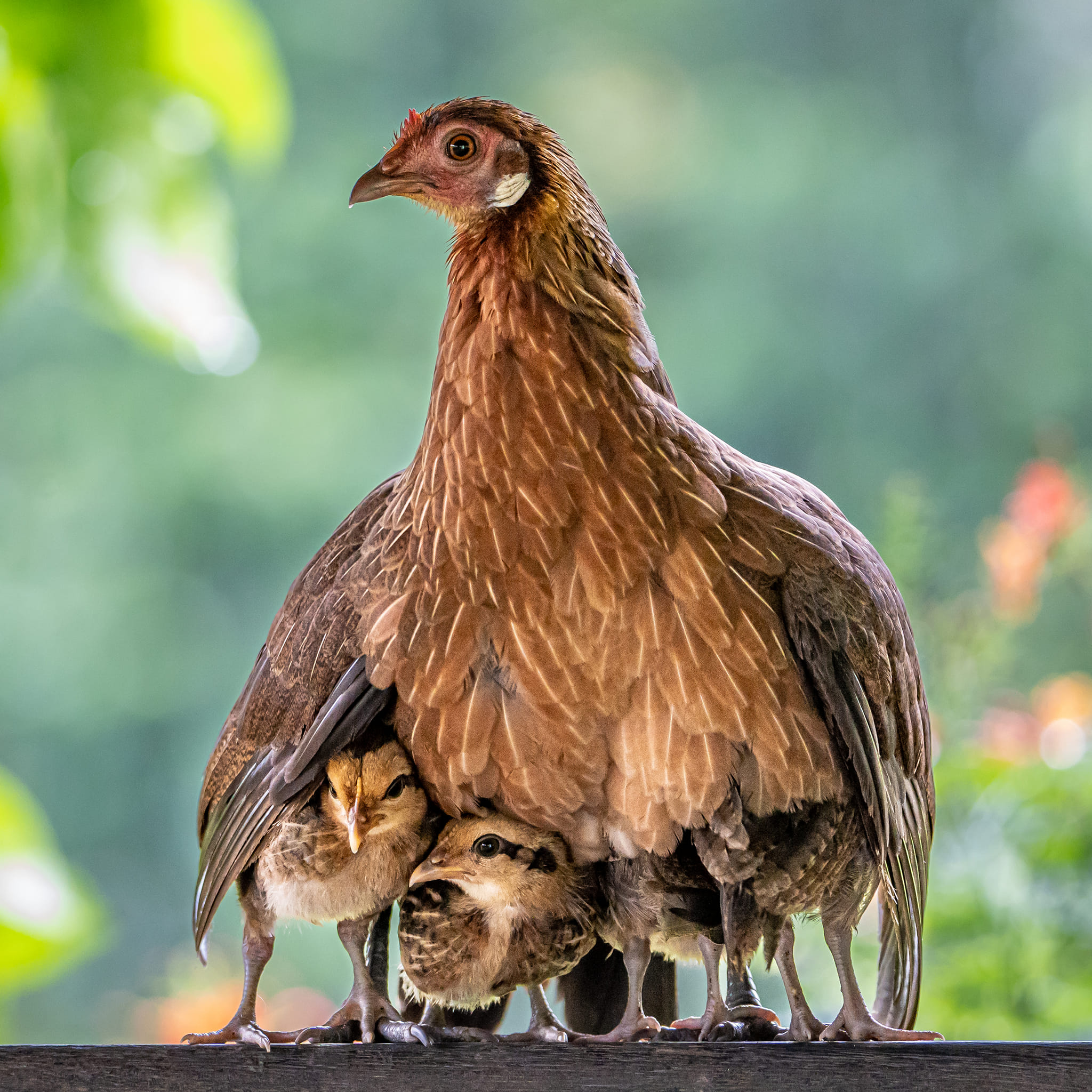 Beautiful Photo Of Mother Hen Protecting Chicks From The Rain Captured