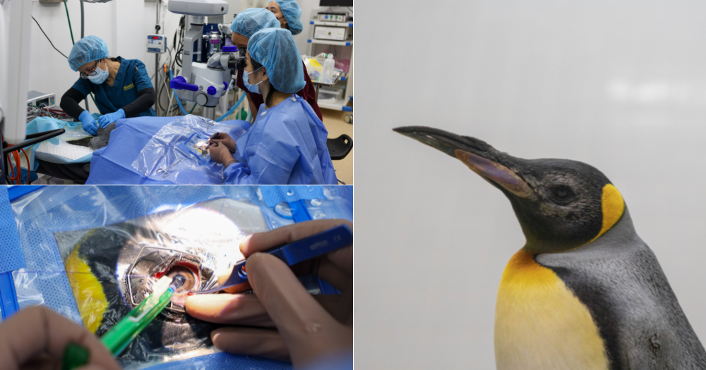 Singapore: Elderly penguins receive ‘world first’ custom lenses in successful cataract surgery