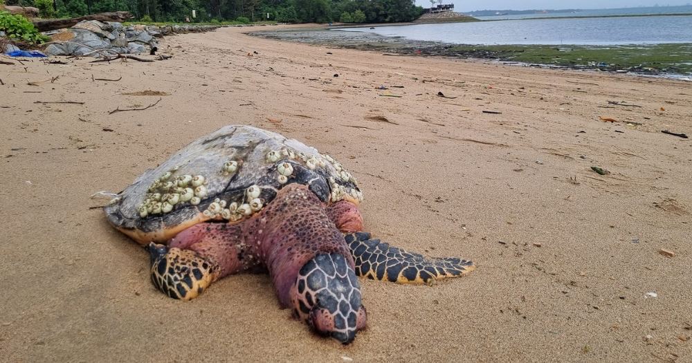 Over 1m-long Hawksbill turtle covered in barnacles found dead on Changi beach