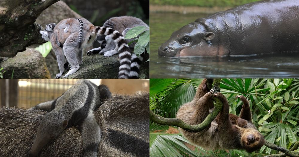Close to 800 animal babies welcomed at S'pore wildlife parks in 2022,  including 21 first-time births  - News from Singapore, Asia  and around the world