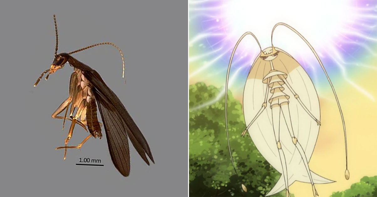 A cool little fact for my fellow Pokemon fans! Some entomologists out in  Singapore recently discovered a new species of cockroach and named it after  our very own Ultra beast, Pheromosa! Article