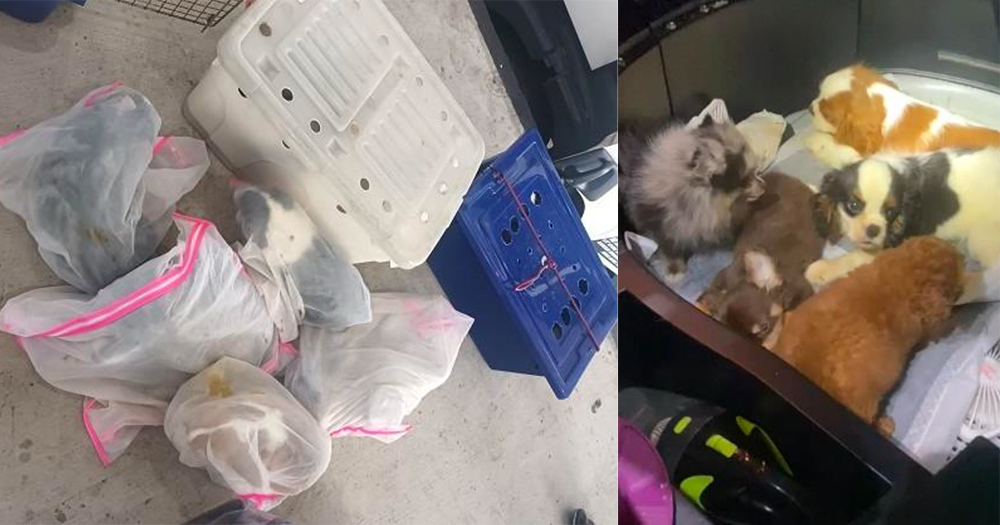 M'sian man, 36, jailed 12 months for smuggling 26 puppies & 1 cat into ...