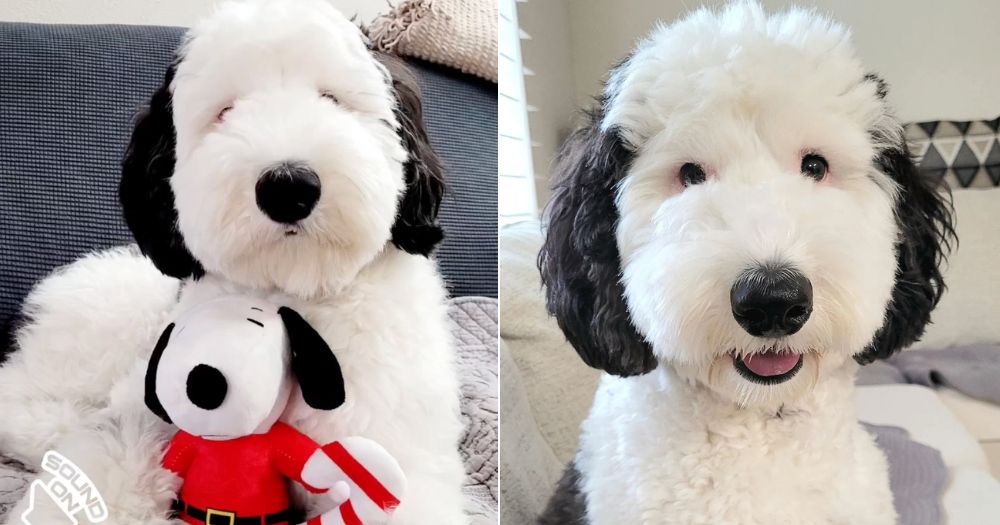 This sheepadoodle from US looks just like Snoopy - Mothership.SG - News ...