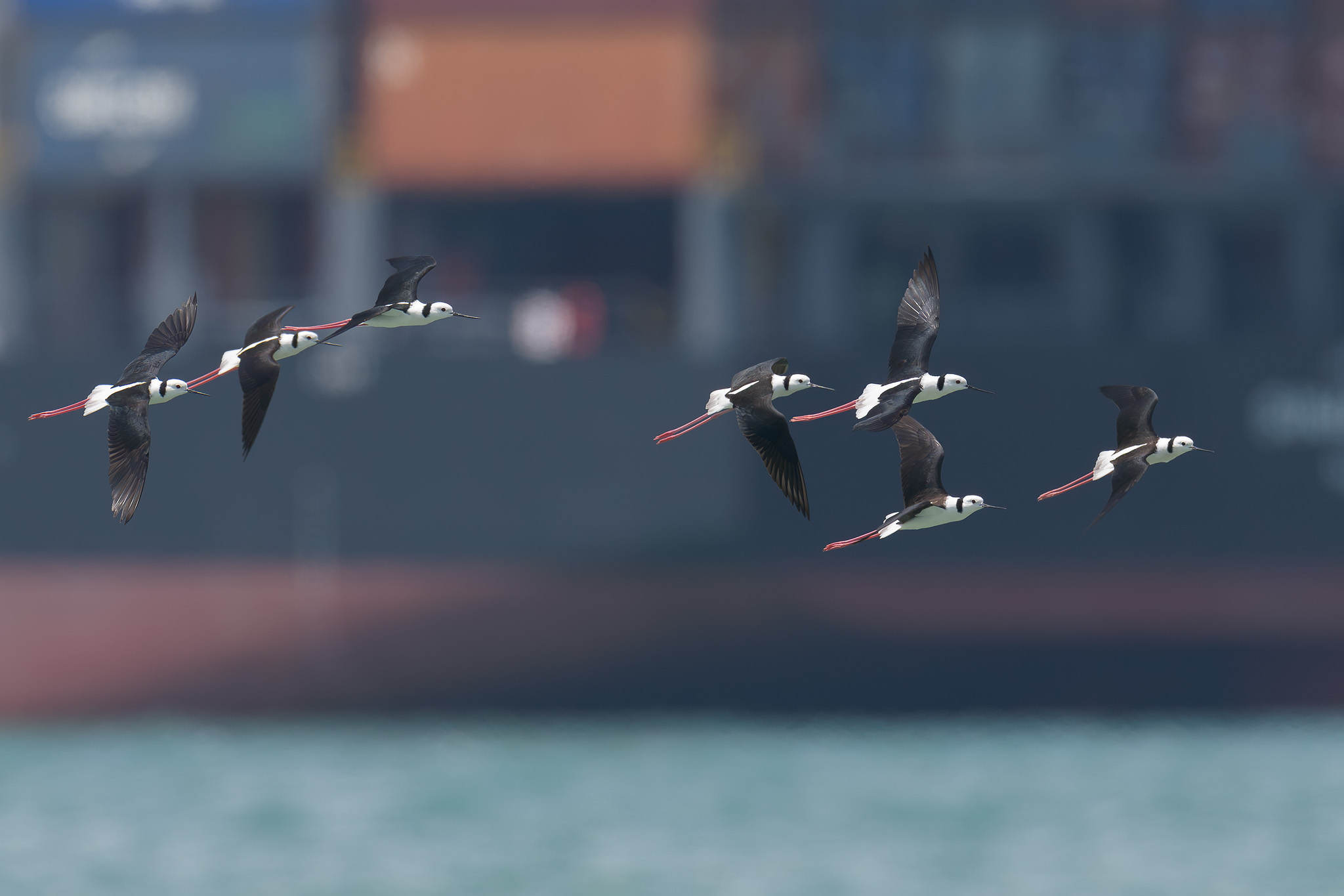 Mind-Blowing Discovery: 21 Rare Pied Stilts Make Unprecedented Landing in Singapore