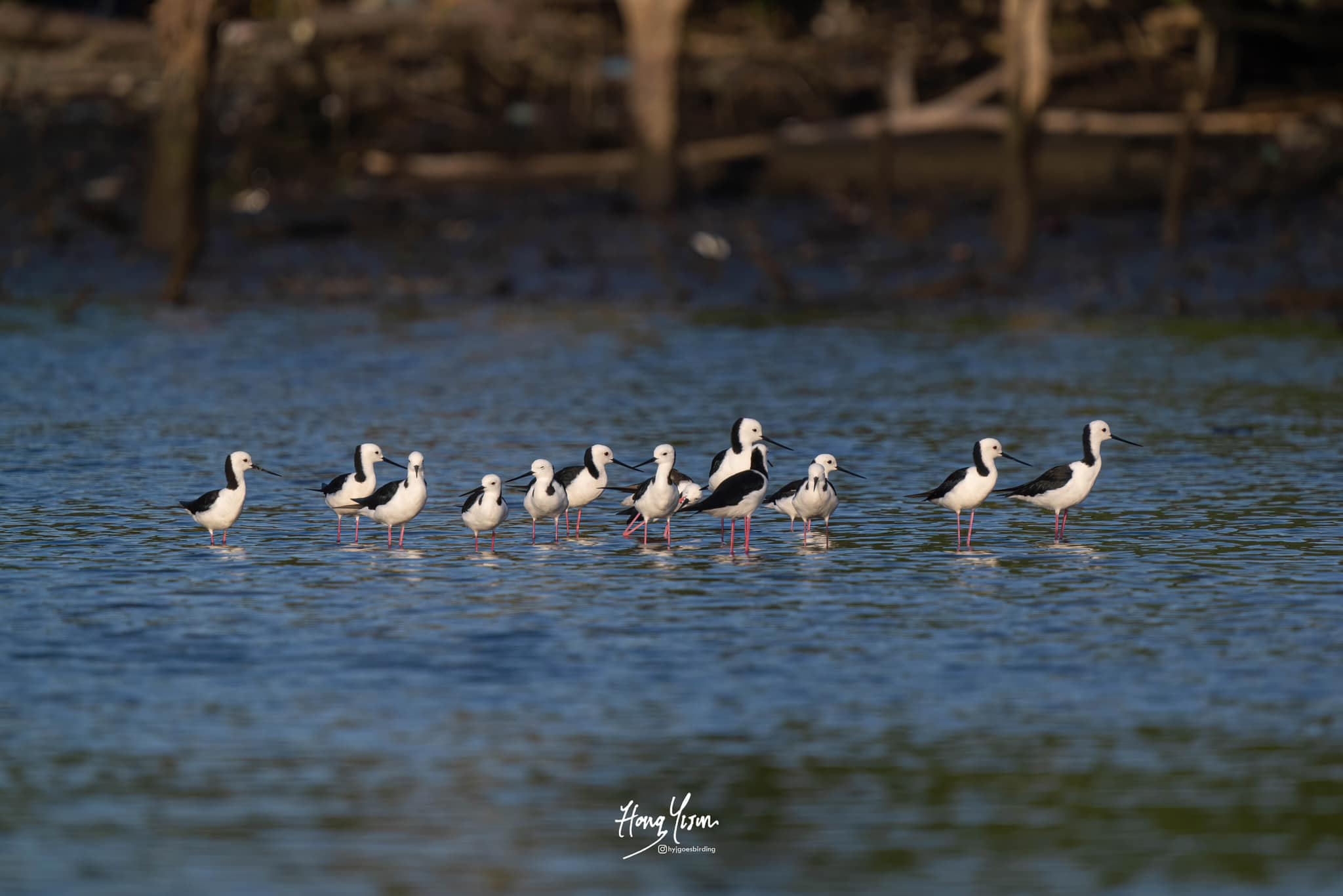 Mind-Blowing Discovery: 21 Rare Pied Stilts Make Unprecedented Landing in Singapore