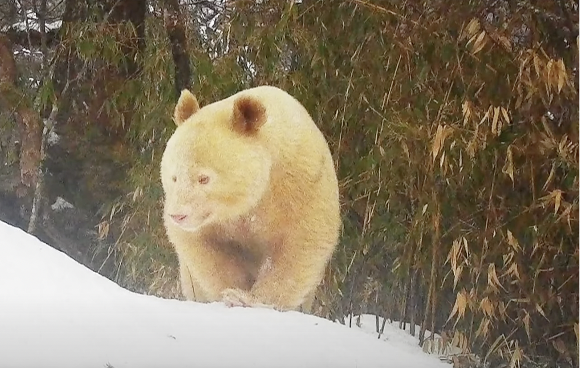 Rare albino panda cub spotted in Sichuan, China alive & well 4 years