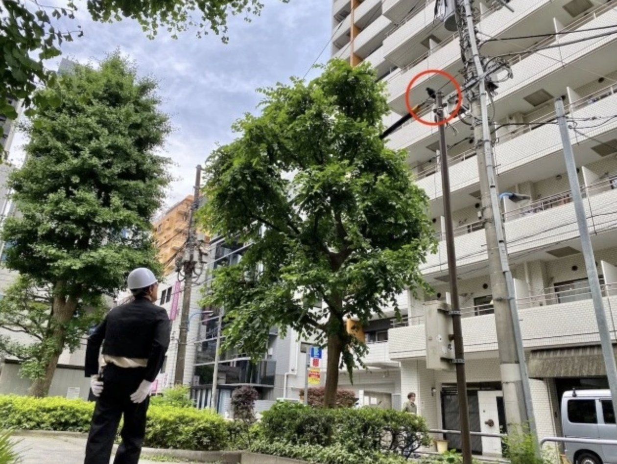 Japanese journalist publicly apologises & bows to crows who swooped at