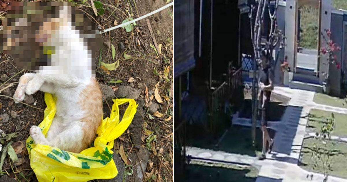 [GLGT] Singaporean male nurse strangled a kitten with cable tie in Bali