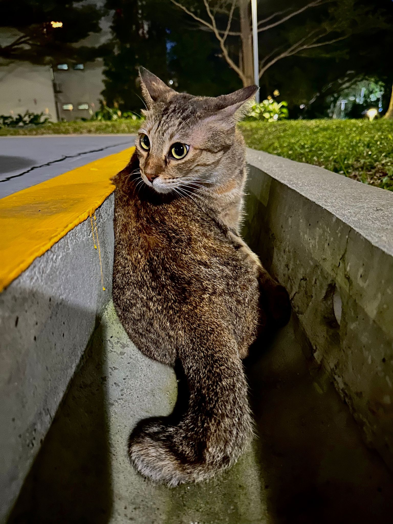 Someone in Kembangan keeps trashing community cat's box & leaving ...