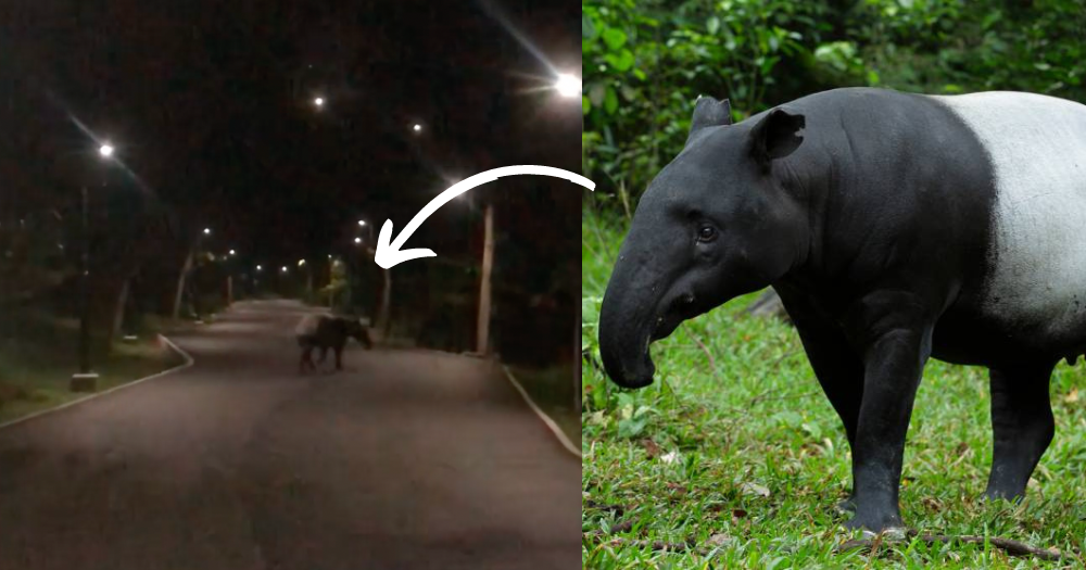 Rare sighting of endangered Malayan tapir in Pungg