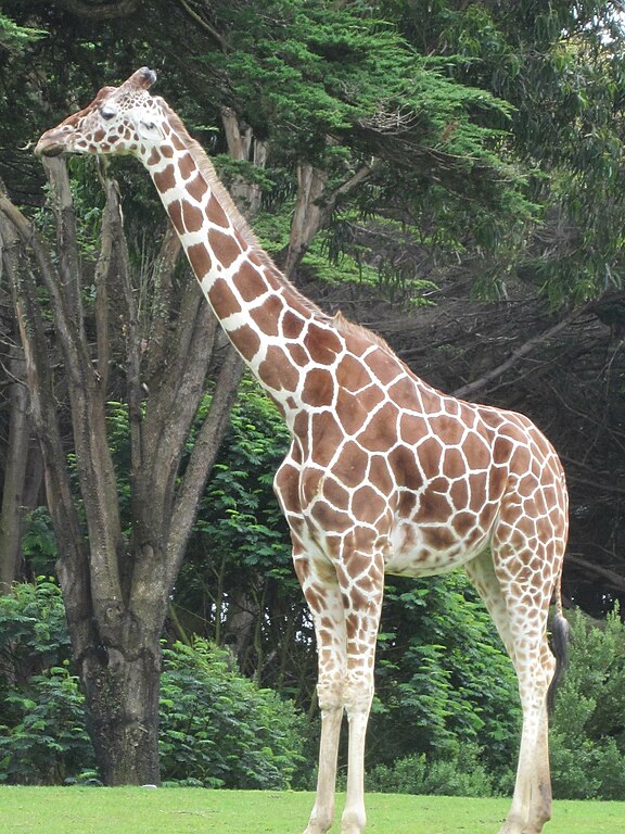 Extremely rare 'spotless', all-brown giraffe born in US zoo